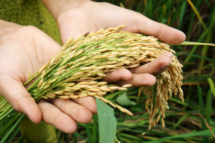 Feature Article: Nourishing the World: Natural Gas as a Cornerstone of Global Food Security