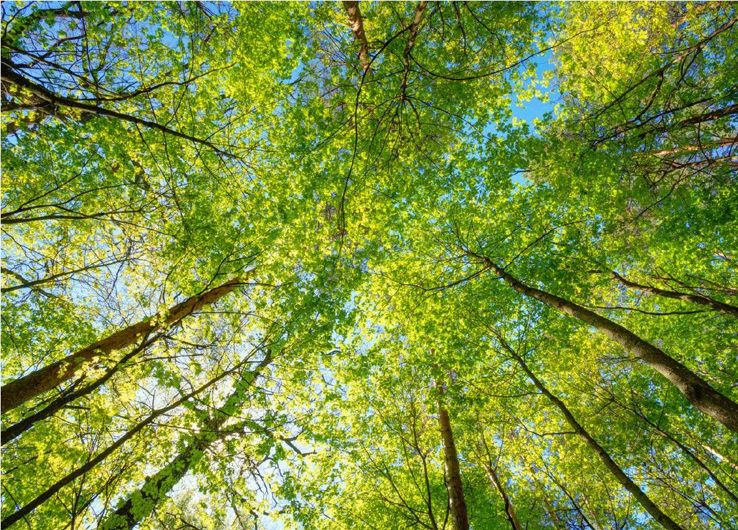 GECF Statement at COP 25